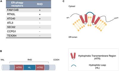 Reticulon Homology Domain-Containing Proteins and ER-Phagy